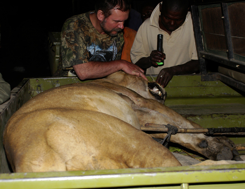 Охота в Африке на Льва Африканского